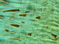 Olla transiens 2, Micro hair, Saxifraga-Lucien Rommelaars