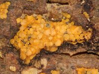 Orbilia delicatula 12, Niersporig wasbekertje, Saxifraga-Foto Fitis-Sytske Dijksen