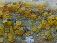 Orbilia delicatula 4, Niersporig wasbekertje, Saxifraga-Lucien Rommelaars