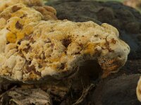 Osmoporus odoratus 7, Korianderzwam, Saxifraga-Willem van Kruijsbergen