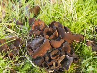 Otidea bufonia 3, Donker hazenoor, Saxifraga-Jan Nijendijk