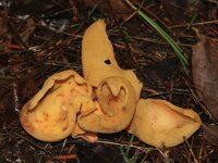 Otidea onotica 14, Gewoon varkensoor, Saxifraga-Foto Fitis-Sytske Dijksen