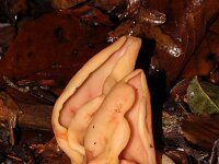 Otidea onotica 15, Gewoon varkensoor, Saxifraga-Foto Fitis-Sytske Dijksen