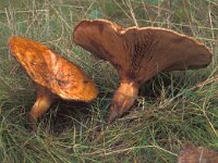 Paxillus involutus, Brown Roll Rim