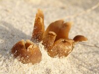 Peziza ammophila