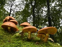 Phaeolepiota aurea 5, Goudhoed, Saxifraga-Luuk Vermeer