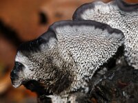 Phellodon niger 7, Blauwzwarte stekelzwam, Saxifraga-Foto Fitis-Sytske Dijksen