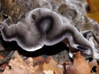 Phellodon niger 8, Blauwzwarte stekelzwam, Saxifraga-Foto Fitis-Sytske Dijksen