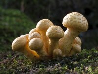 Pholiota squarrosa 15, Schubbige bundelzwam, Saxifraga-Jan Nijendijk