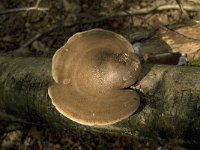 Piptoporus betulinus 1, Berkenzwam, Saxifraga-Jan van der Straaten