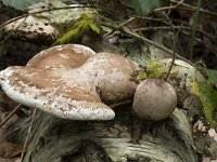 Piptoporus betulinus 12, Berkenzwam, Saxifraga-Willem van Kruijsbergen