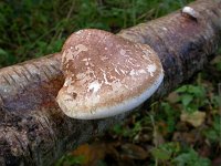 Piptoporus betulinus 2, Berkenzwam, Saxifraga-Peter Meininger