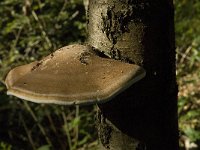 Piptoporus betulinus 6, Berkenzwam, Saxifraga-Jan van der Straaten