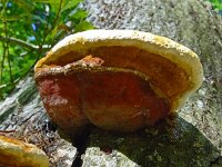 Piptoporus quercinus 6, Saxifraga-Hans Hogenhuis