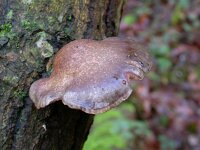 Pleurotus ostreatus 5, Gewone oesterzwam, Saxifraga-Peter Meininger