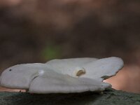 Pleurotus ostreatus 15, Gewone oesterzwam, Saxifraga-Jan Nijendijk