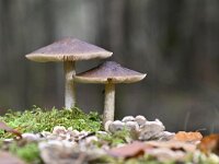 Pluteus cervinus 4, Gewone hertenzwam, Saxifraga-Luuk Vermeer