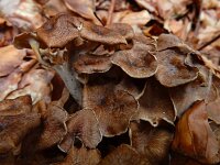 Polyporus umbellatus 2, Schermpjeseikhaas, Saxifraga-Ed Stikvoort
