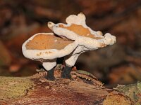 Polyporus varius