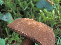 Pophyrellus porphyrosporus, Dusky Bolete