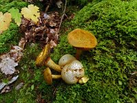 Pseudoboletus parasiticus 12, Kostgangerboleet, Saxifraga-Hans Grotenhuis