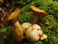Pseudoboletus parasiticus 13, Kostgangerboleet, Saxifraga-Hans Grotenhuis