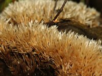 Pterula multifida 11, Sparrenveertje, Saxifraga-Foto Fitis-Sytske Dijksen