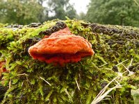 Pycnoporus cinnabarinus 13, Vermiljoenhoutzwam, Saxifraga-Hans Grotenhuis