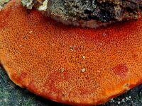 Pycnoporus cinnabarinus 3, Vermiljoenhoutzwam, Saxifraga-Lucien Rommelaars