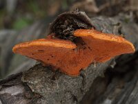 Pycnoporus cinnabarinus 4, Vermiljoenhoutzwam, Saxifraga-Willem van Kruijsbergen