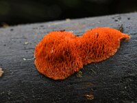 Pycnoporus cinnabarinus 7, Vermiljoenhoutzwam, Saxifraga-Luuk Vermeer