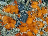 Pyronema omphalodes 2, Spinragkuddeschijfje, Saxifraga-Lucien Rommelaars