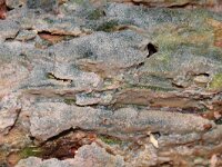 Radulomyces confluens 2, Ziekenhuisboomkorst, Saxifraga-Foto Fitis-Sytske Dijksen