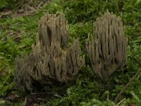 Ramaria abietina 2, Groenwordende koraalzwam, Saxifraga-Willem van Kruijsbergen
