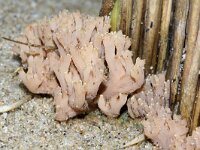 Ramaria ammophila