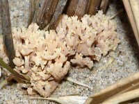 Ramaria ammophila 2, Helmkoraalzwam, Saxifraga-Foto Fitis-Sytske Dijksen