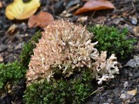 Ramaria botrytis 5, Bloemkoolzwam, Saxifraga-Luuk Vermeer