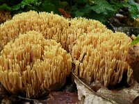 Ramaria stricta 38, Rechte koraalzwam, Saxifraga-Hans Grotenhuis