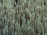 Ramaria stricta 41, Rechte koraalzwam, Saxifraga-Jan Nijendijk