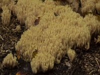 Ramaria stricta 42, Rechte koraalzwam, Saxifraga-Jan Nijendijk