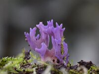 Ramariopsis pulchella 11, Lila koraaltje, Saxifraga-Luuk Vermeer