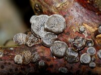 Resupimatus trichotis 3, Harig dwergoortje, Saxifraga-Foto Fitis-Sytske Dijksen