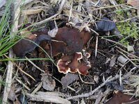 Rhizina undulata 8, Oliebolzwam, Saxifraga-Luuk Vermeer