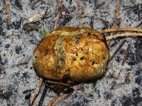 Rhizopogon luteolus 3, Okerkleurige vezeltruffel, Saxifraga-Foto Fitis-Sytske Dijksen