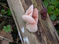 Rhodotus palmatus 2, Zalmzwam, Saxifraga-Peter Meininger