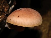 Rhodotus palmatus 3, Zalmzwam, Saxifraga-Foto Fitis-Sytske Dijksen