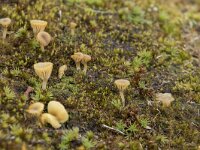 Rickenella fibula 7, Oranjegeel trechtertje, Saxifraga-Willem van Kruijsbergen