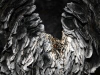 Russula nigricans 3, Grofplaatrussula, Saxifraga-Foto Fitis-Sytske Dijksen