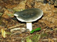 Russula parazurea 4, Berijpte russula, Saxifraga-Foto Fitis-Sytske Dijksen