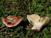Russula pulchella